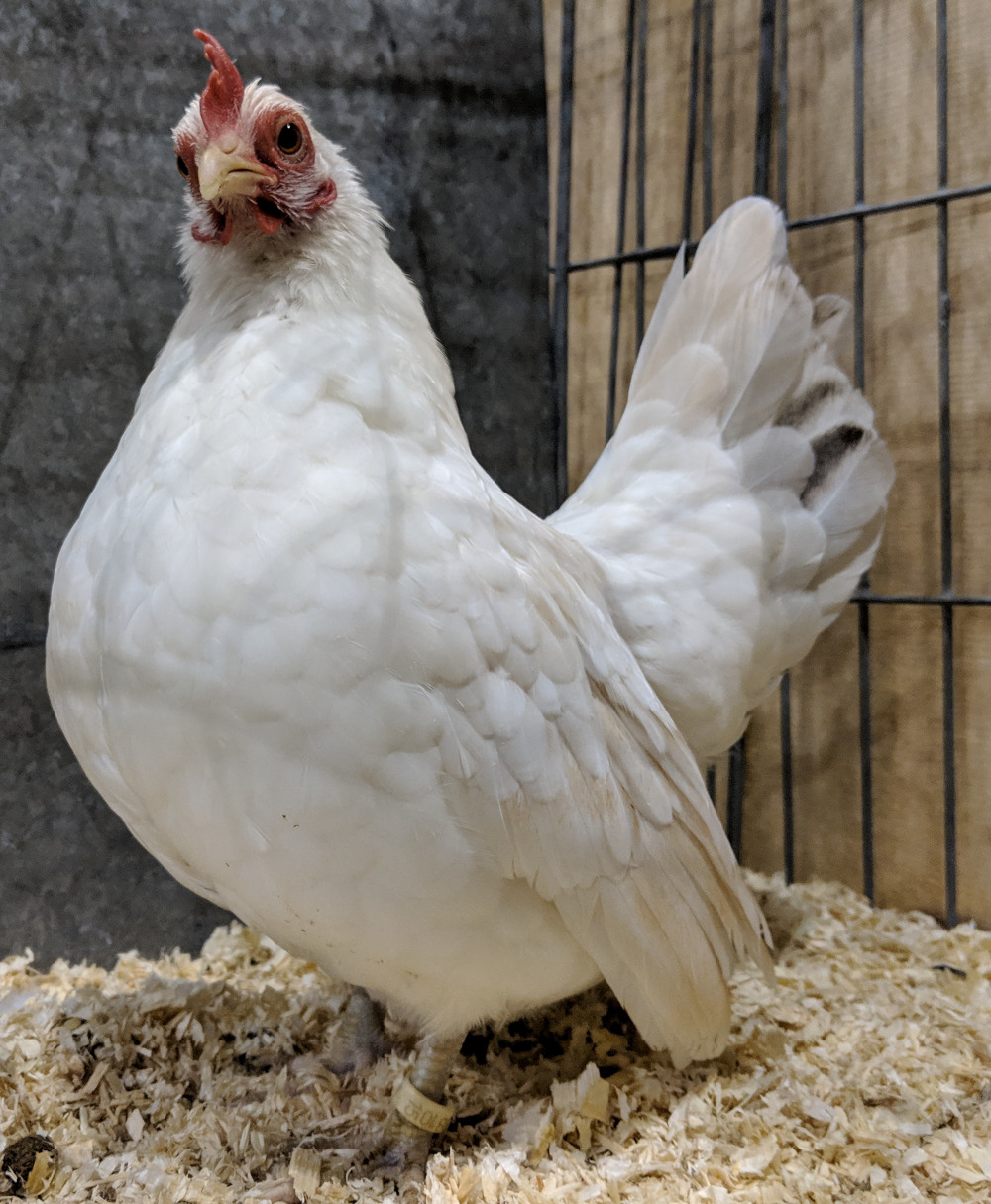 A show winning Japanese bantam.