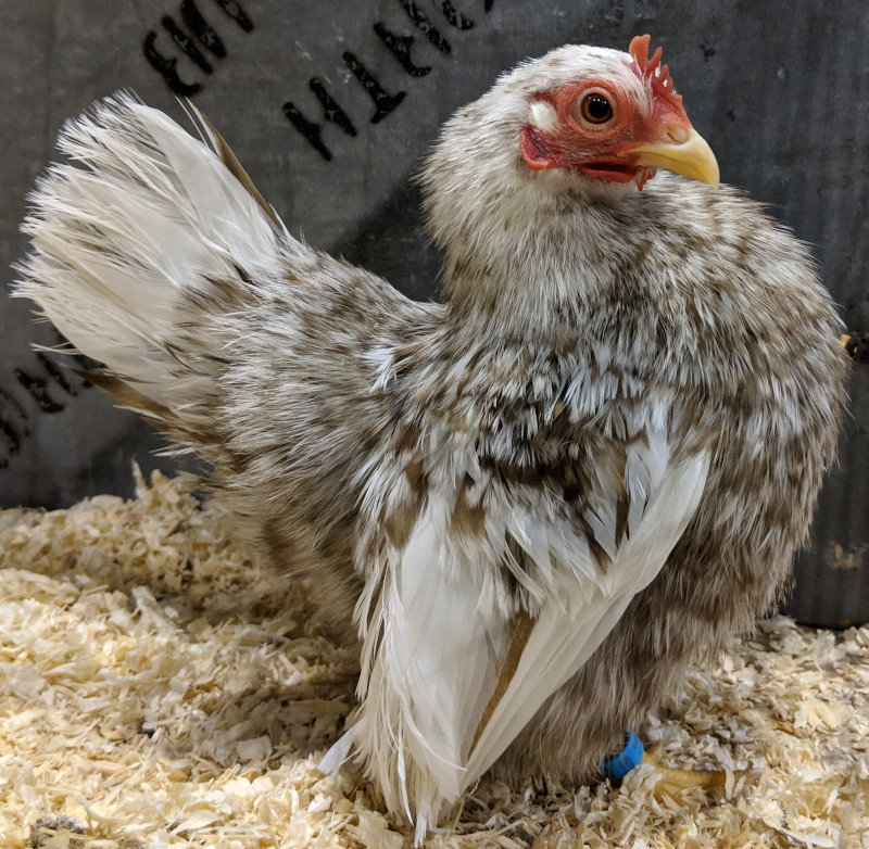 The Japanese Bantam - Japanese Bantams