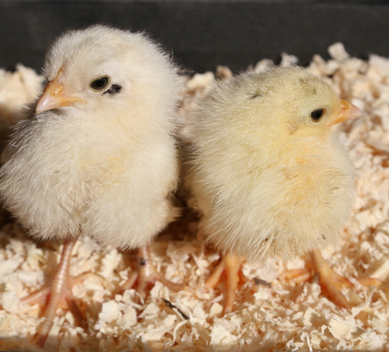 The genetics of the Japanese bantam.