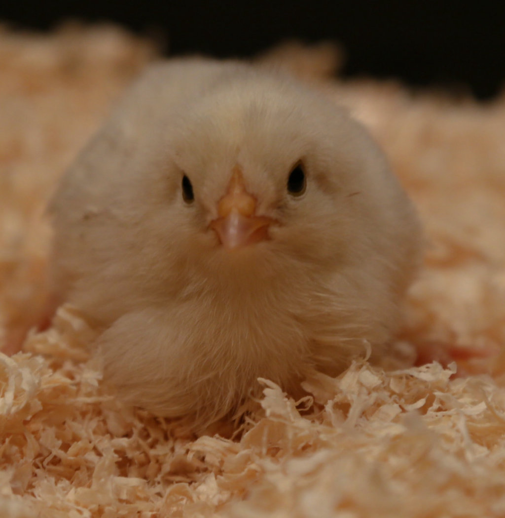 The incubation and hatching of Japanese bantam eggs.