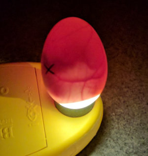 A Japanese bantam egg being candled at day 10 to show the embryo developing inside.