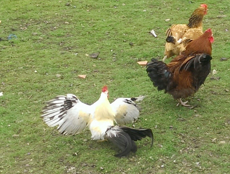 Can Japanese bantams fly?