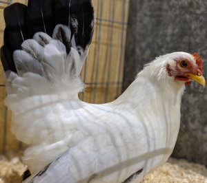 Good quality Japanese bantam hen in a show cage.