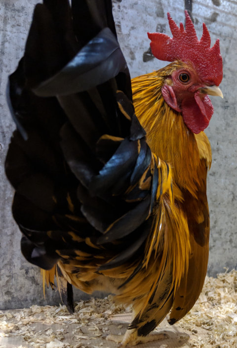 The Japanese bantam rooster and their temperament.