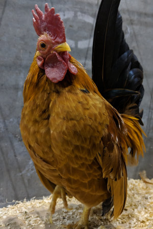 A friendly black tailed buff Japanese rooster.