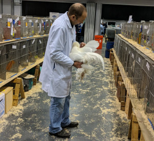 A judge at the UK national poultry show handling a chicken.