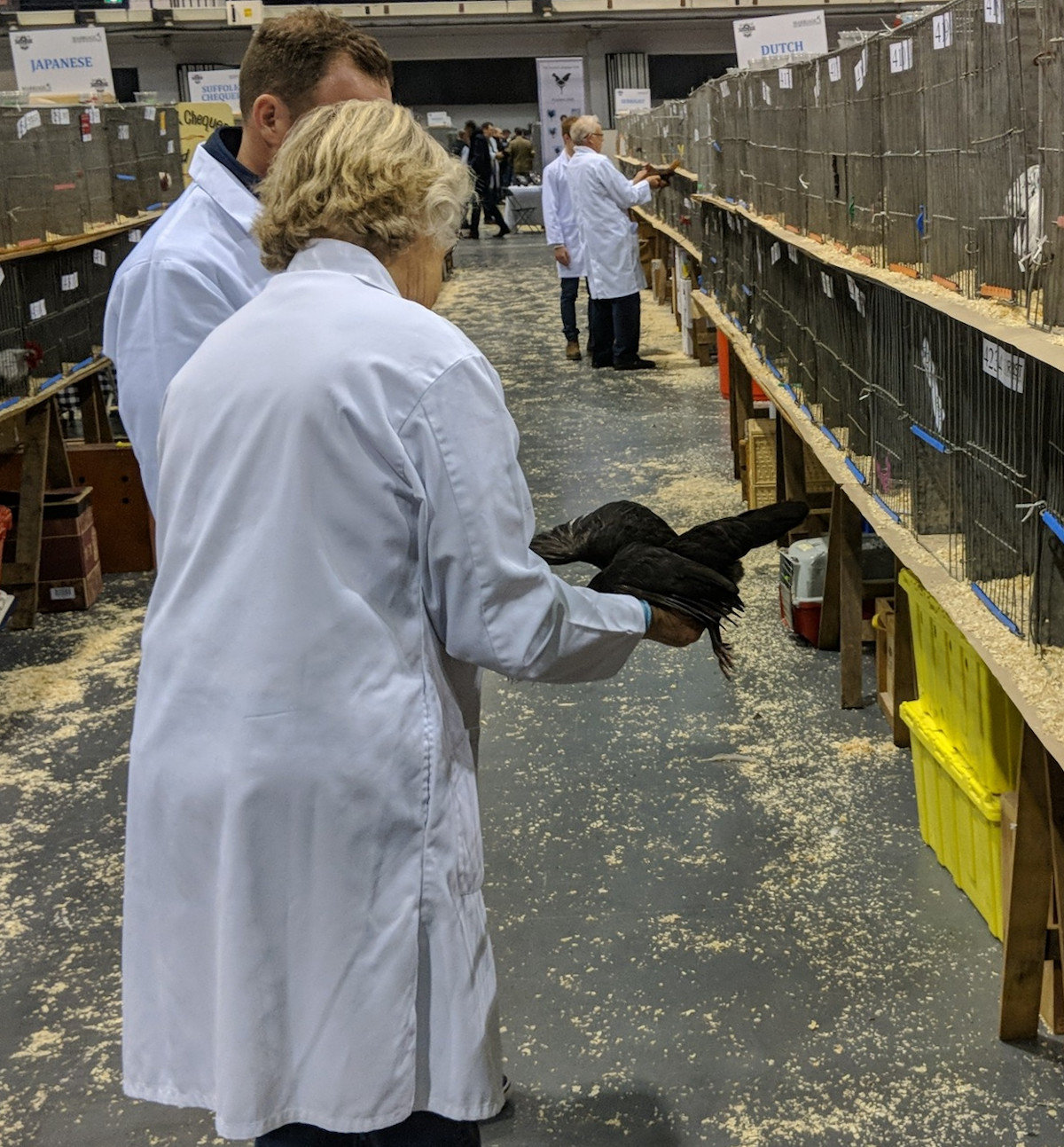 What do judges look for in show chickens?