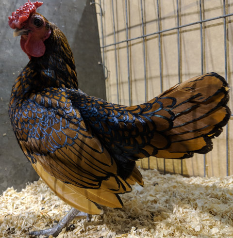 How to gain the advantage in the poultry show arena.