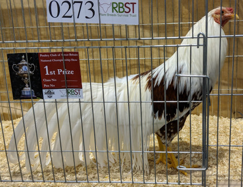 Cage training is an integral part of preparation for a poultry show.