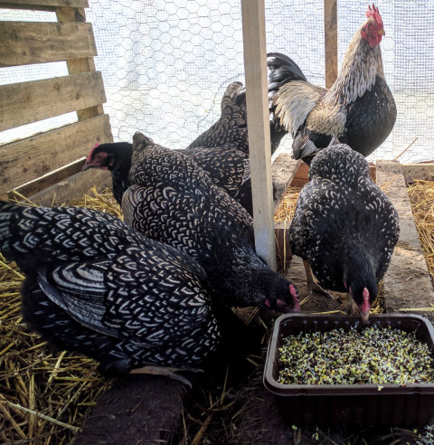 My Silver Laced Barnevelder show chickens eating their specially prepared feed.