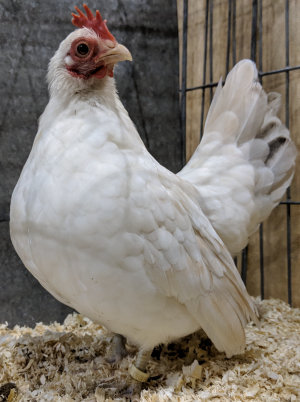 Japanese bantams can be quite long lived.