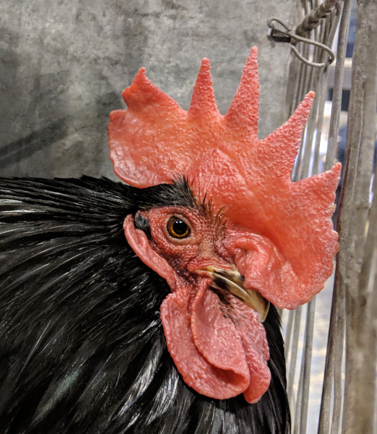 the comb of the Japanese bantam