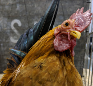A close up of a Japanese bantam in a show cage.