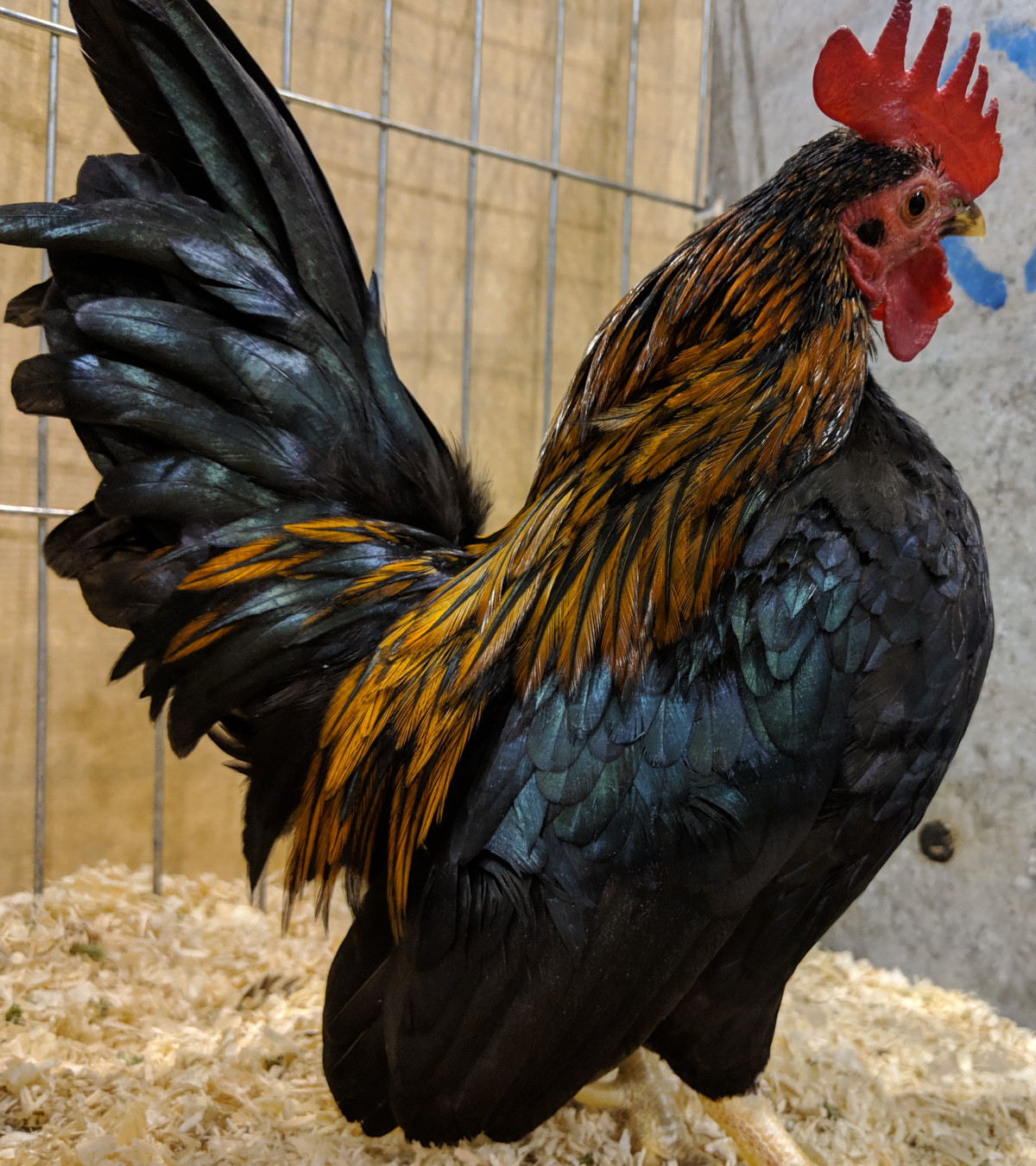 An impressive Black red Japanese bantam cockerel in a poultry show.
