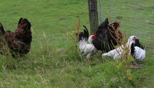 My Japanese bantams live in a mixed flock of rare breeds chickens