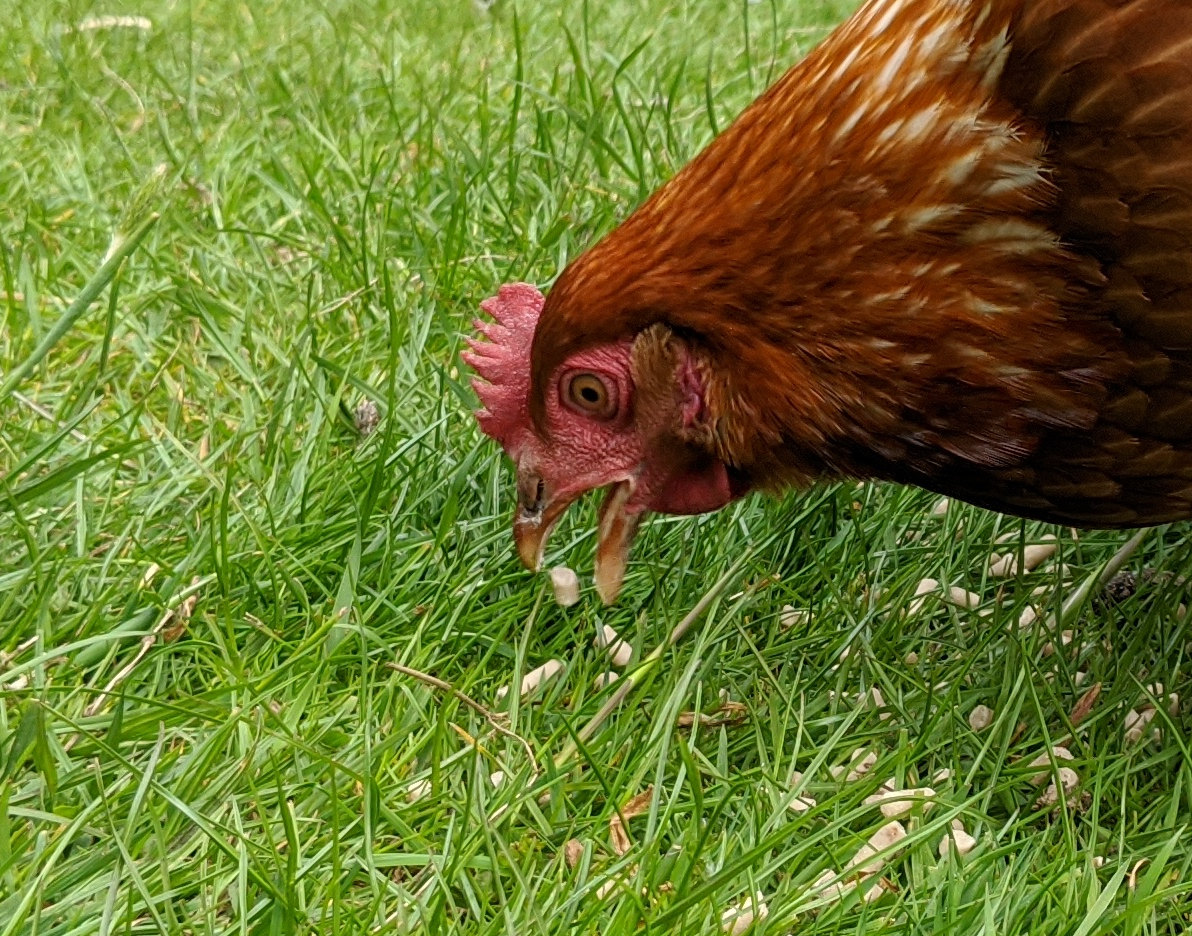One of my chickens eating a food pellet
