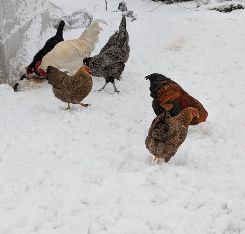 Bantams in the snow