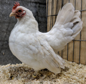 Japanese bantams are small and have short legs exacerbating the effect.
