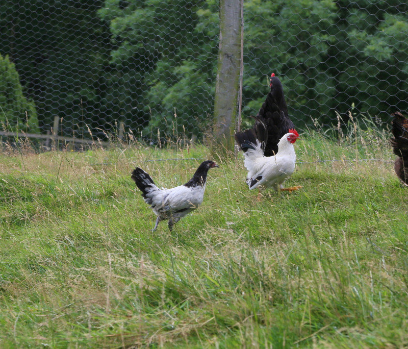 How much space do Japanese bantams need?