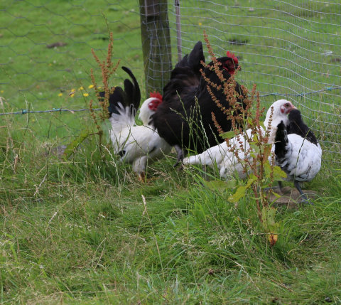 I let my Japanese bantams free range with my eggs flock.