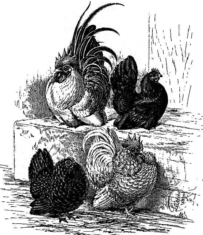 History and origin of the Japanese bantam.