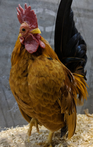 The history of the Japanese bantams goes back at least 400 years.